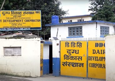डीडीसीको घिउ निर्यातले दुबई बजारमा निरन्तरता पाउँदै